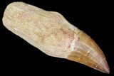 Fossil Rooted Mosasaur (Prognathodon) Tooth - Morocco #163918-2